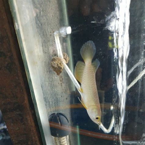 Harga Golden Red Indonesia