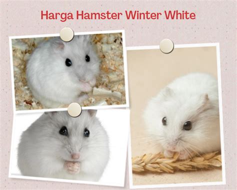 Harga Hamster Winter