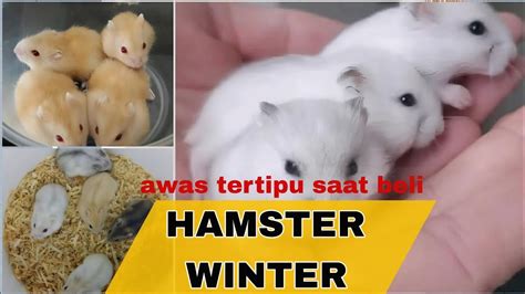 Harga Hamster Winter