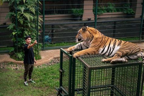 Harga Harimau Alshad di Indonesia