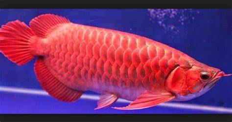 Harga Ikan Arwana Besar