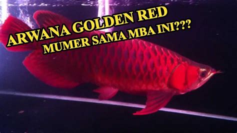 Harga Ikan Golden Red Terbaik di Indonesia