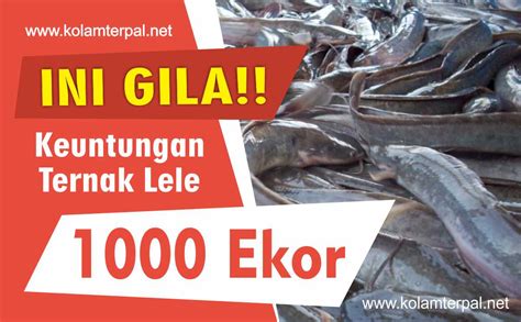 Harga Ikan Lele per Kg di Indonesia