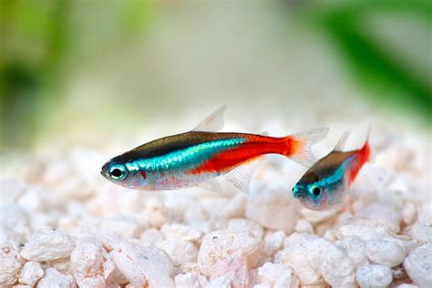 Harga Ikan Neon Tetra