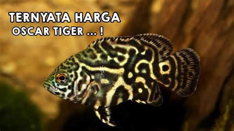 Harga Ikan Oscar Dewasa