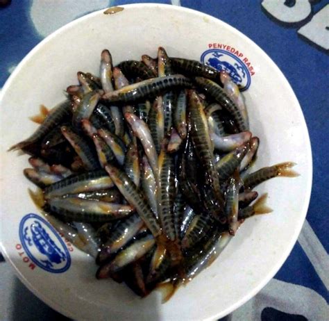 Harga Ikan Uceng di Indonesia