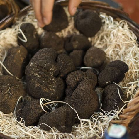Harga Jamur Truffle Hitam