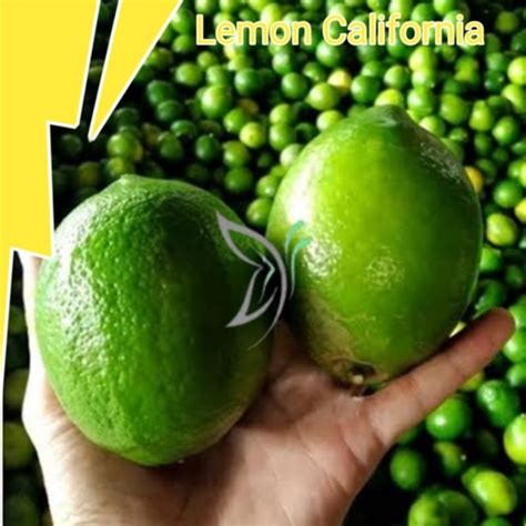 Harga Jeruk Lemon Per Kilogram