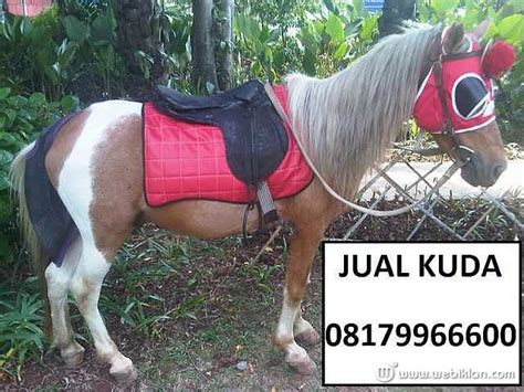 Harga Jual Kuda Poni di Indonesia