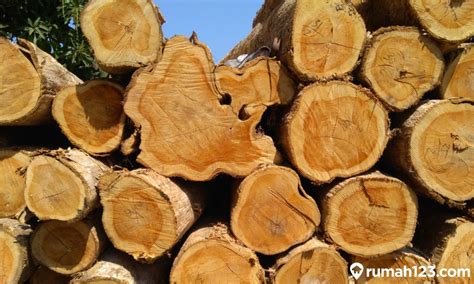 Harga Kayu Jati di Indonesia