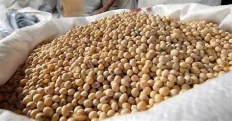 Harga Kedelai Perkilo