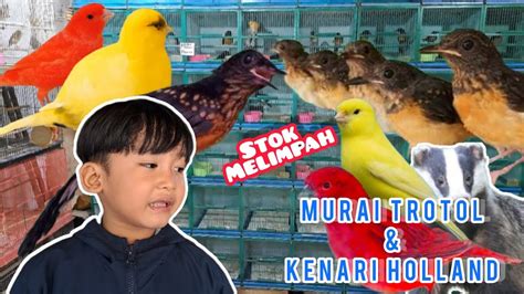 Harga Kenari Holland: Semua yang Perlu Anda Ketahui