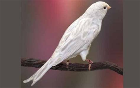 Harga Kenari Lizard dan Manfaatnya