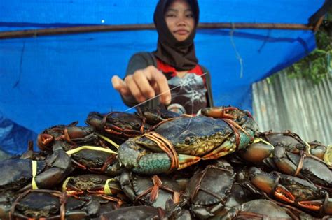 Harga Kepiting Bakau, Siapkan Budget yang Pas!