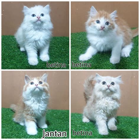 Harga Kucing Anggora Medium