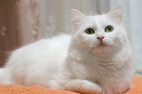 Harga Kucing Anggora Turki