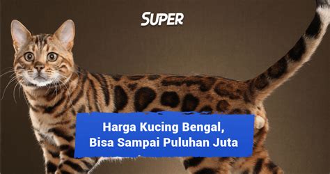 Harga Kucing Bengal