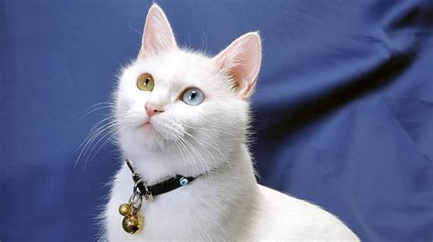 Harga Kucing Bermata Biru: Inilah Berbagai Macamnya