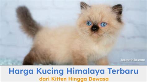 Harga Kucing Himalaya