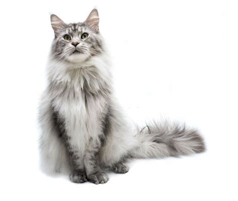 Harga Kucing Maincoon