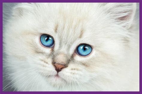 Harga Kucing Mata Biru