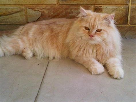 Harga Kucing Persia Kampung, Beli Kucing Persia Kampung dengan Harga Murah