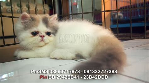 Harga Kucing Pignose