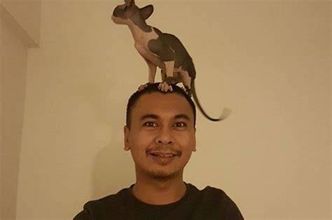 Harga Kucing Raditya Dika