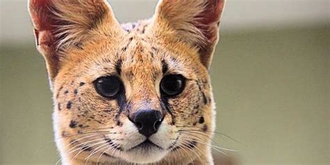 Harga Kucing Serval dan Kebutuhannya