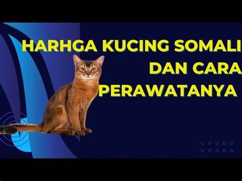 Harga Kucing Somali