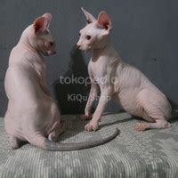 Harga Kucing Spink