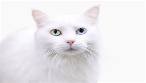 Harga Kucing Turkish Angora: Sebuah Tinjauan Singkat