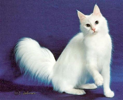 Harga Kucing Turkish Van