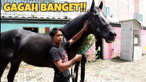 Harga Kuda Thoroughbred Indonesia