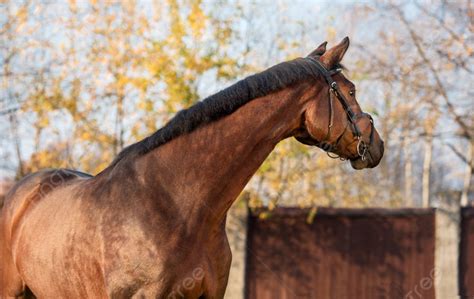 Harga Kuda Warmblood - Terungkap!