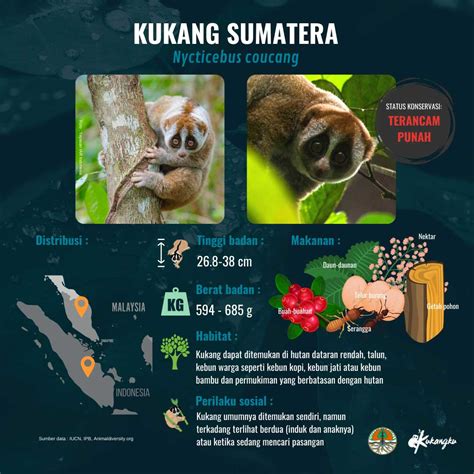 Harga Kukang Sumatera