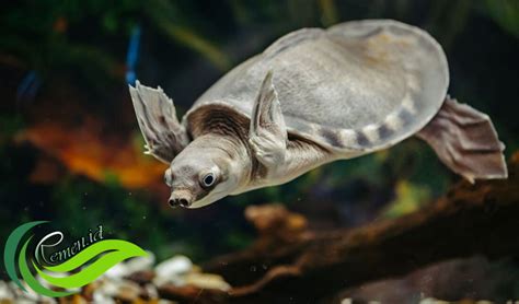 Harga Labi Labi Moncong Babi Terkini