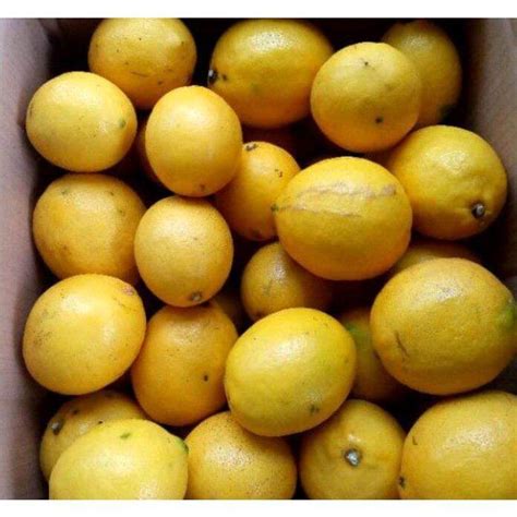 Harga Lemon Satuan
