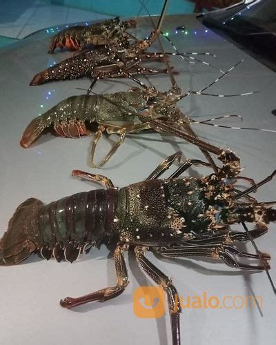 Harga Lobster Air Laut - Kualitas Terbaik Untuk Makanan Istimewa Anda