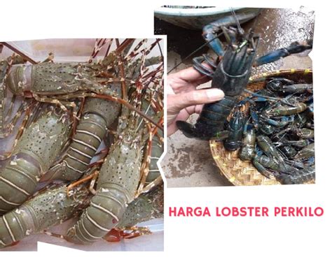 Harga Lobster Perkilo