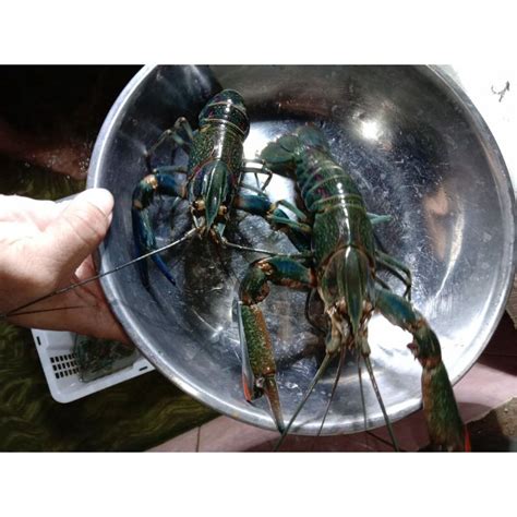 Harga Lobster Perkilo