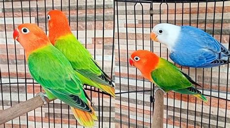Harga Love Bird