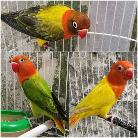 Harga Love Bird Merah dan Keunikan Kebesaran Burung ini