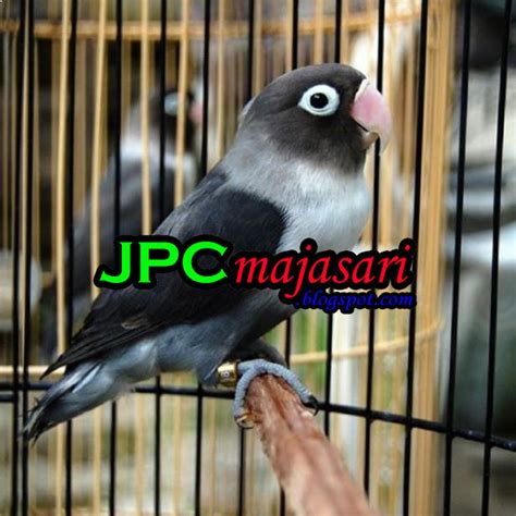 Harga Lovebird 2018