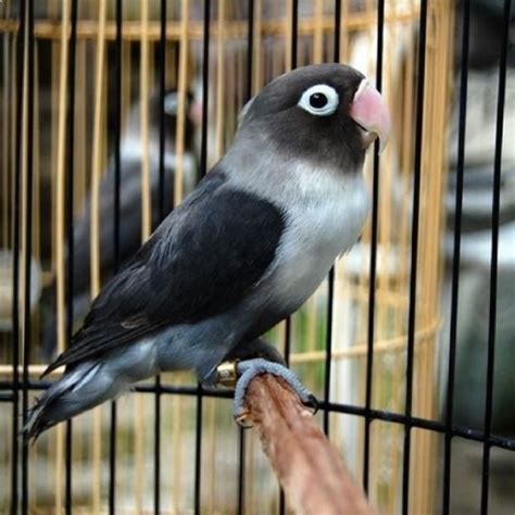 Harga Lovebird Batman Biru