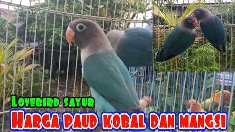 Harga Lovebird Biru Kobal di Indonesia