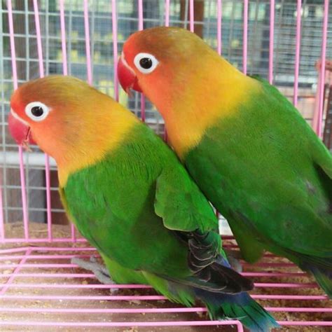Harga Lovebird Fischer