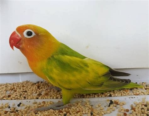 Harga Lovebird Gs