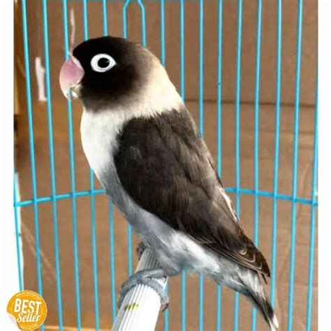 Harga Lovebird Hitam Batman