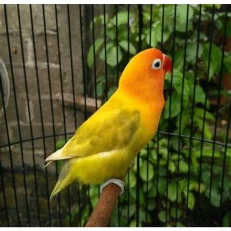 Harga Lovebird Kuning